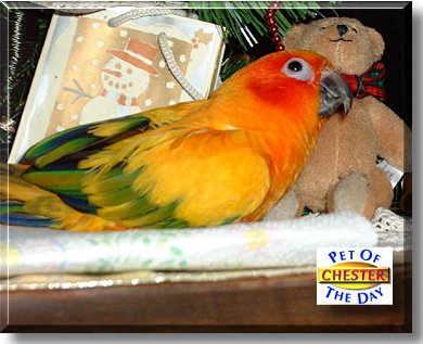 Chester, the Pet of the Day
