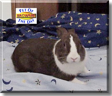 Brownie, the Pet of the Day