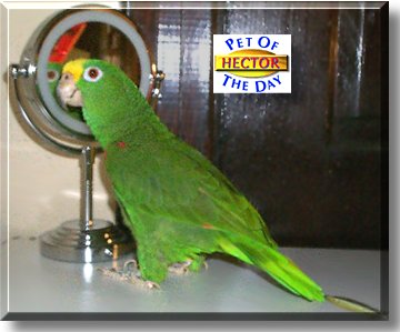 Hector, the Pet of the Day