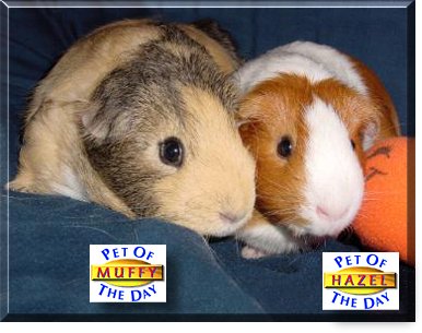 Muffy and Hazel, the Pet of the Day