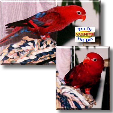 Valentine, the Pet of the Day