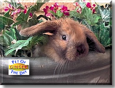 Ginger, the Pet of the Day