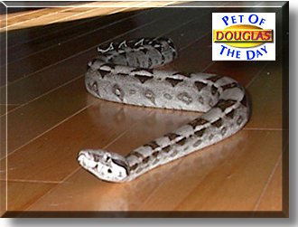 Douglas, the Pet of the Day