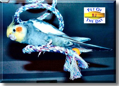 BJ, the Pet of the Day