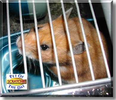 Scratchie, the Pet of the Day