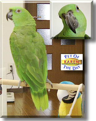Karen, the Pet of the Day