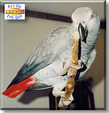 Ludvig, the Pet of the Day
