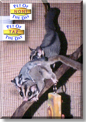 Noni, Taz, the Pets of the Day