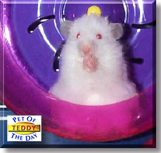 Teddy, the Pet of the Day
