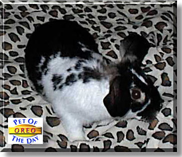 Oreo, the Pet of the Day
