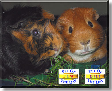 Jem and Dill, the Pets of the Day