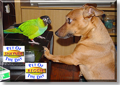 Reggie, Shaynde, the Pets of the Day