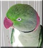 Clawd the Alexandrine Parakeet