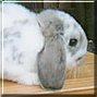 Bunny the Dwarf Lop Rabbit