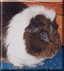 Rascal the Abyssinian, Guinea Pig