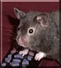 Casper the Black Bear Hamster