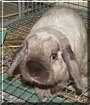 Fluffy the Lop eared Rabbit