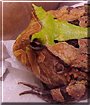 Frogzilla the Amazonian Horned Frog