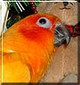 Chester the Sun Conure