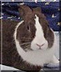 Brownie the Dutch Rabbit
