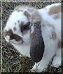 Freckles the Lop Eared Rabbit