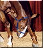 Smash the Quarter horse