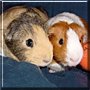 Muffy, Hazel the Guinea Pig