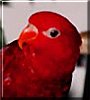 Valentine the Red Lory