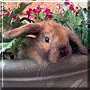 Ginger the Holland Lop
