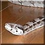 Douglas the Boa Constrictor