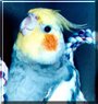 BJ the Cockatiel