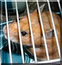 Scratchie the Syrian hamster