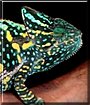 Makenna the Veiled Chameleon