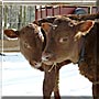Pete, Willie the Milking Shorthorn