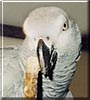 Ludvig the Congo African Grey