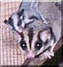 Noni, Taz the Sugar Gliders