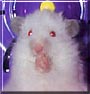 Teddy the Longhaired Syrian Hamster