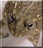 Tiny the African Bullfrog