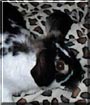 Oreo the Mini Lop