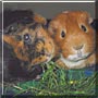 Jem, Dill the Guinea Pigs