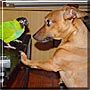 Reggie, Shaynde the Mini Pinscher, Parrot
