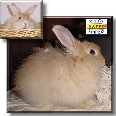 Happy, the Pet of the Day