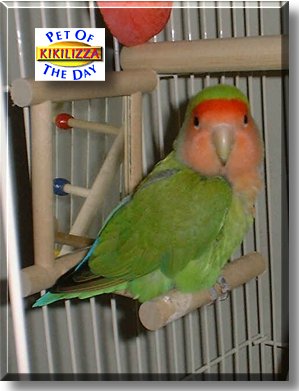 Kikilizza, the Pet of the Day