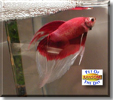 Ransom, the Pet of the Day