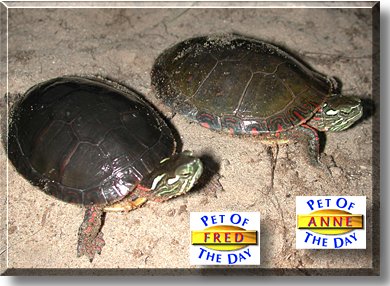 Anne and Fred, the Pets of the Day