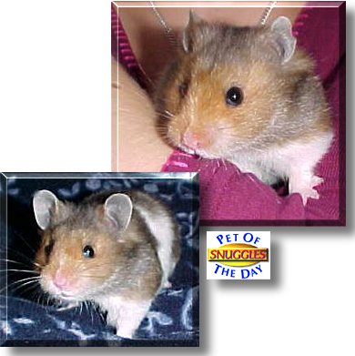 Snuggles, the Pet of the Day