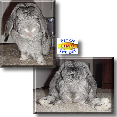 Limo, the Pet of the Day