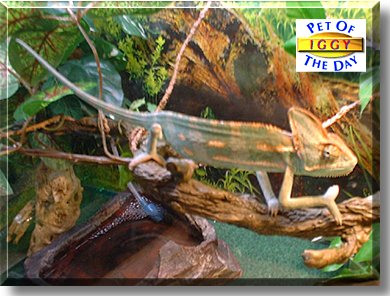 Iggy, the Pet of the Day