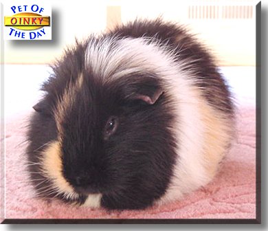 Oinky, the Pet of the Day
