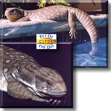 Clyde, the Pet of the Day